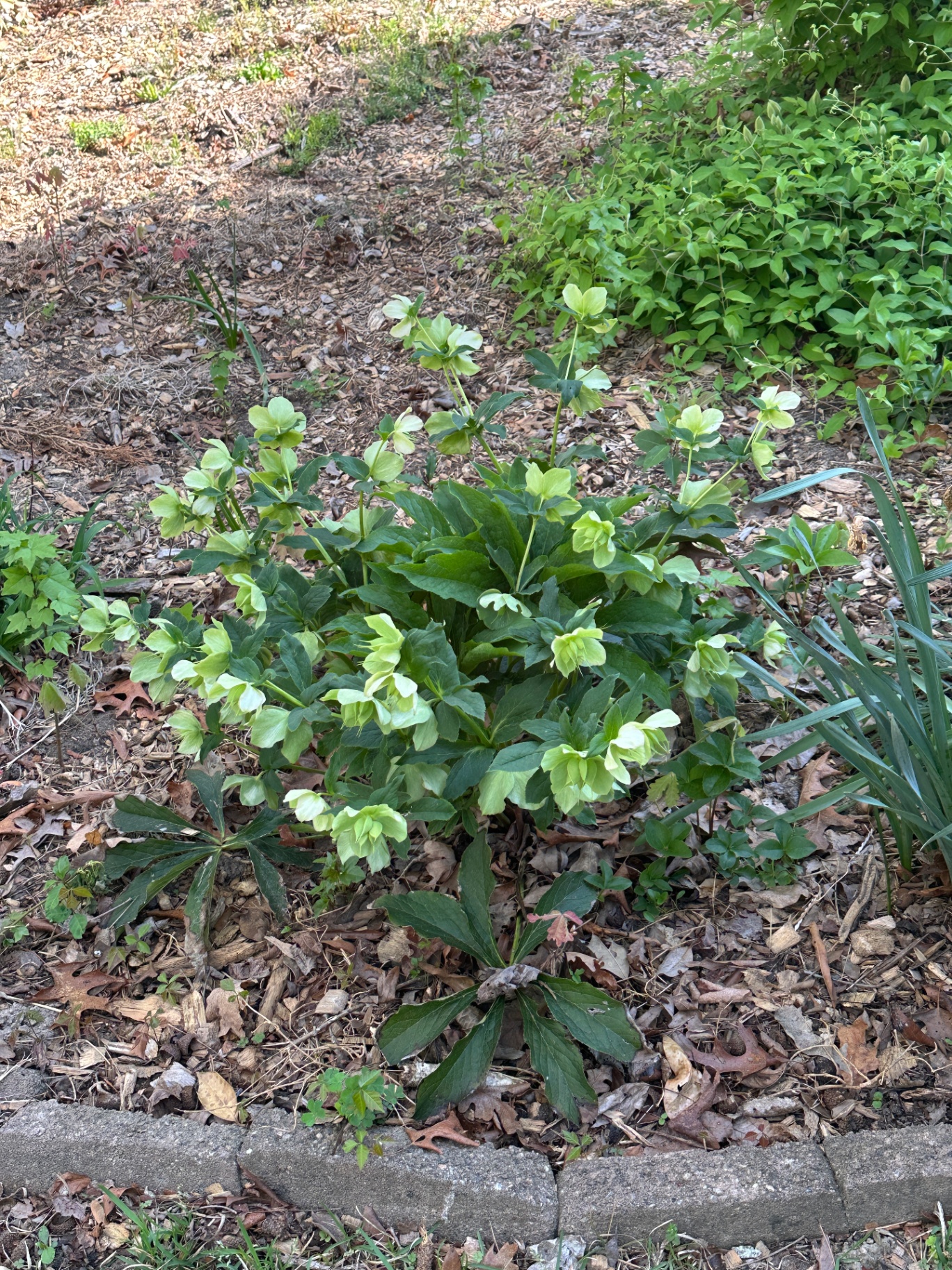 A cluster of pale green hellebores blooming along a garden border